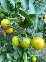 Meiwa Kumquat, Green Round Kumquat  10 Seeds 2024   From US - $14.99