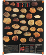 Poster Illinois Mussels Division of National Heritage 24 X 36 Identifica... - $12.36 CAD