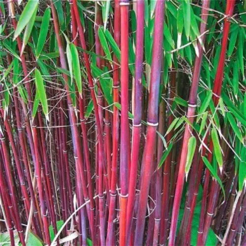 New Fresh 25 Red Bamboo Seeds Privacy Plant Shade Exotic Screen - $14.98