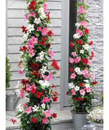 SL Mandevilla Sanderi, Mixed - $6.91