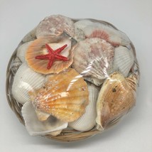 Coastal Decor by Nicole Basket of Seashells Crafts Decoration - $9.90