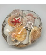 Coastal Decor by Nicole Basket of Seashells Crafts Decoration - £7.89 GBP