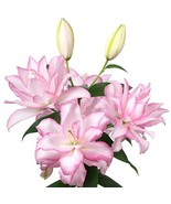 Roselily Bulb 1 Pink Anouska Bulbs Double Rose Lily Plant Garden s Bulk ... - $27.98