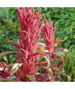 SEPTH Red Garnet Amaranth Seeds Amaranthus Cruentus B197 - $8.37