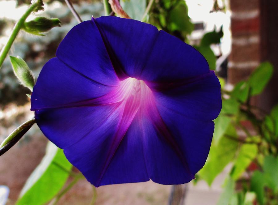 30 seeds Heirloom Dark Blue Morning Glory with bright eyes Climbing Flowers