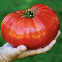 50 Seeds Giant Texas Tomato Seeds Fruit Veggies Food Tomatoes Usa Seller - £7.42 GBP