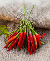 Simple Pack 5 seed Vegetable Hot Chili Pepper Thai Dragon - £6.69 GBP