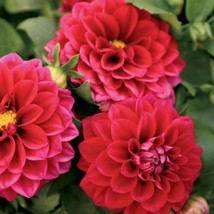 25 Midi Dahlia Perennial Flowers Seeds Flowering Bloom seed US Fast Ship... - €7,68 EUR