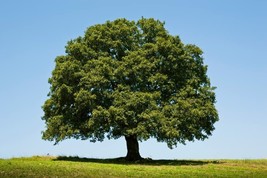 Fresh 10 Big Y White Oak Tree Seeds For Planting Ship From Usa - $29.96