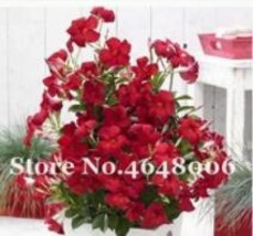 200Seeds Climbing Mandevilla Sanderi Dipladenia Sanderi Seeds Dark Red Flowers G - $11.13