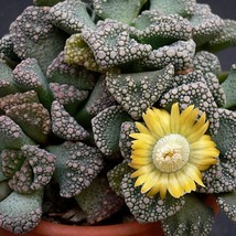 Titanopsis Calcarea Seeds - Exotic Succulent Planting Kit, Rare Living Stone See - $9.50