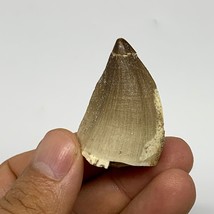 18.4g,1.6&quot;X1.1&quot;x0.8&quot; Fossil Mosasaur Tooth reptiles, Cretaceous @Morocco, B23814 - £7.81 GBP