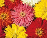 Zinnia Seeds Cactus Flowered Mix 100 Mixed Colors Bees Annual Fast Shipping - $8.99