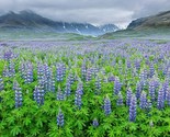 100 Seeds European Lupine Seeds Wildflower Perennial Garden Cut Flowers ... - $8.99