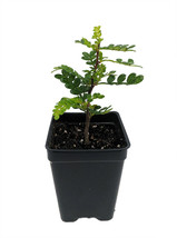 2.5&quot; Pot - Yellowwood / Pepper Tree Plant - Terrarium/Fairy Garden/House... - £39.30 GBP