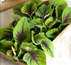 Organic Red Garnet Amaranth Seeds Non GMO Open Pollinated 500Pcs - $6.99