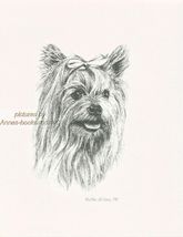 #228 YORKIE YORKSHIRE TERRIER  dog art print * Pen and ink drawing * Jan... - $12.38