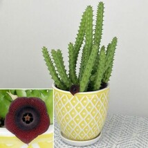 Item image 1 image 1