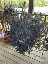 30 UNROOTED PURPLE HEART CUTTINGS - SALE,SALE!!!!! - $10.00