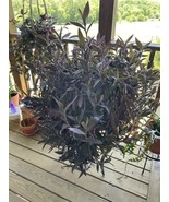 30 UNROOTED PURPLE HEART CUTTINGS - SALE,SALE!!!!! - £7.82 GBP