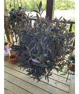 30 UNROOTED PURPLE HEART CUTTINGS - SALE,SALE!!!!! - $10.00
