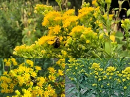 101+STIFF GOLDENROD Native Wildflower Seeds Flowers Drought Heat Cold Au... - £10.35 GBP