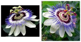 STARTER Plant Becky&#39;s Blue &amp; White Caerulea Passiflora Passion Fruit - $45.98