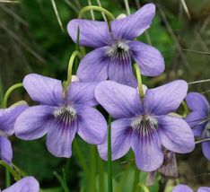 10+ Live Plants Wild Common Blue Violet Flowers Bareroot - Viola Sororia - £65.67 GBP