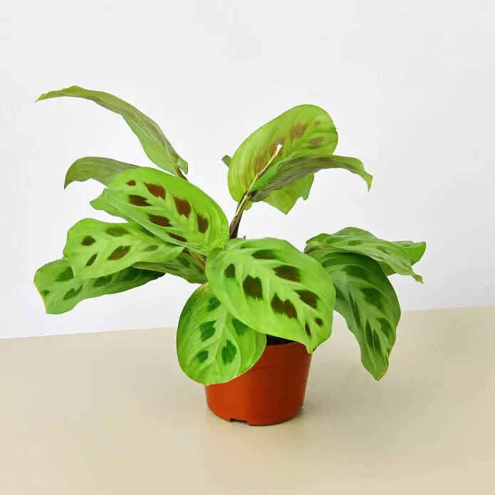 WWATER 20 Seeds Maranta Leuconeura Plant USA Seller - £7.91 GBP