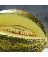 New Fresh 15 Seeds Piel De Sapo Melon Garden Fresh Fruit Planting Summer... - $9.63 CAD