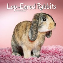 Lop Eared Rabbits Calendar 2024 | Square Animal Wall Calendar - 16 Month... - £17.19 GBP