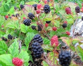 25 Trailing Blackberry Pacific Rubus Ursinus Vining Shrub Fruit Berry Seeds Fres - $10.45