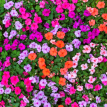 Impatiens walleriana Hook Seeds Mixed Busy Lizzy Flowers - 100 Seeds - $7.57
