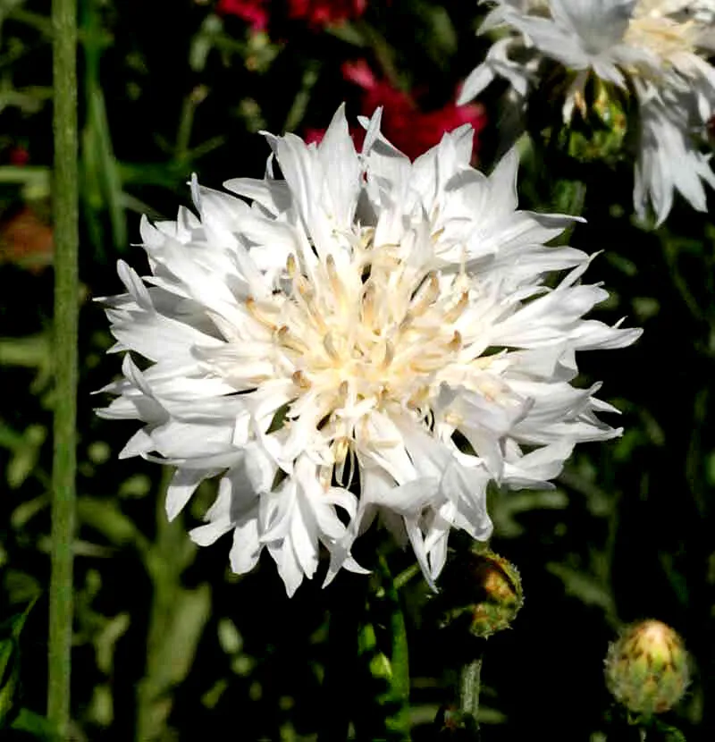 Cornflower Tall White Non Gmo 100 Seeds - £7.39 GBP