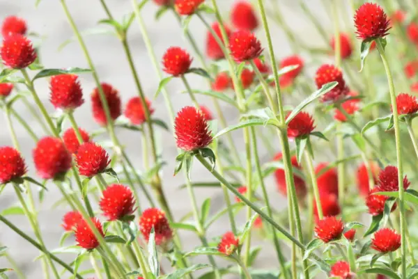 50 Strawberry Fields Gomphrena Haageana Globe Amaranth Scarlet Red Flowe... - $8.00