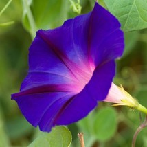 Ipomoea Purpurea Common Tall Purple Morning Glory 10 Seeds Usa Fast Shipping - $18.40