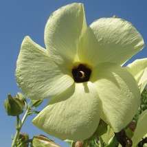 Fresh USA Seller Sunset Hibiscus 10 Seeds Bright Bright Yellow Flower Abelmoschu - $16.84