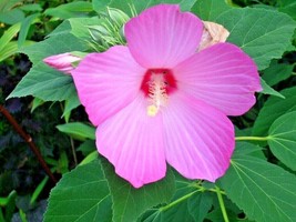 30 Pink Swamp Rose Mallow Hibiscus Seeds Best Seller Ts Fresh Garden - £12.66 GBP