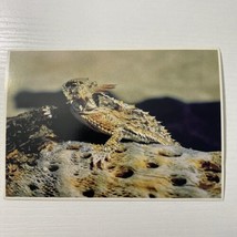 Horned Lizard Postcard - $3.87
