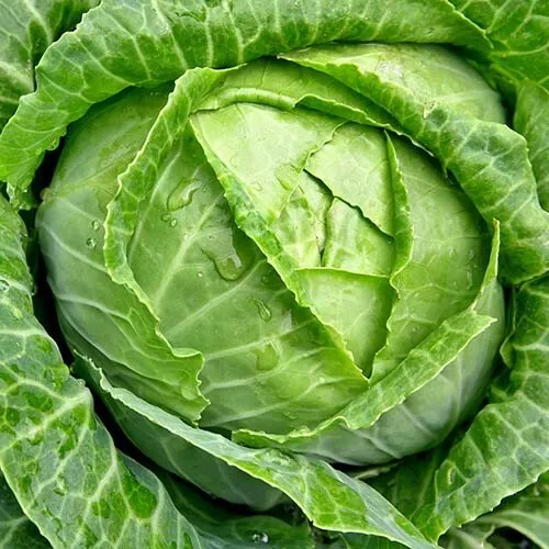 HGBO 500 Copenhagen Market Early Cabbage Seeds Heirloomseed Non GMO Bulk... - £6.59 GBP