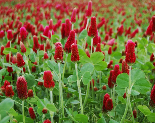 Crimson Red Clover 1 2 Lb Pack Food Plot Cover Crop Bee Age Fresh Seeds - £19.16 GBP