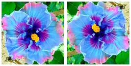 Blue Purple Hibiscus 50 Seeds Flowers Easy to Grow Floral Garden - £20.59 GBP