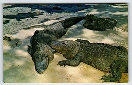 Postcard Weeki Wachee Springs Florida Alligators Flowers Mermaid Show Ch... - £6.36 GBP