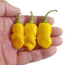 Fresh Seeds 25 Seeds Datil Pepper Garden Vegetables Planting - $7.32