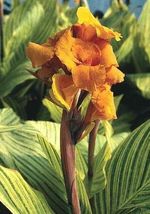 (1) Live Plant Bulb Canna Lily ~ Pretoria Orange Variegated Bengal Tiger - $32.00