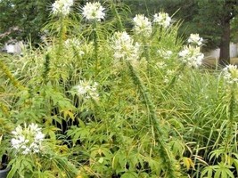 50 Cleome Seeds Cleome Hasslerana Fresh Garden Fast Shipping - $5.90