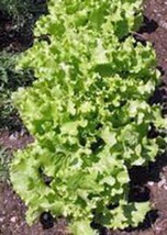 Lettuce Seed, Leaf Lettuce, Grand R API Ds, Heirloom, Organic, Non Gmo, 50+ Seeds, - £4.05 GBP
