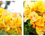 Bougainvillea CALIFORNIA GOLD Small Well Rooted Starter Plant - $46.93