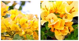 Bougainvillea California Gold Small Well Rooted Starter Plant - £37.50 GBP