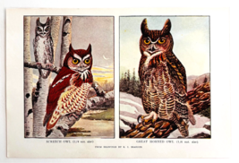 1927 Screech And Great Horned Owls Bird Art Plate Color Book Print Wildl... - $19.99